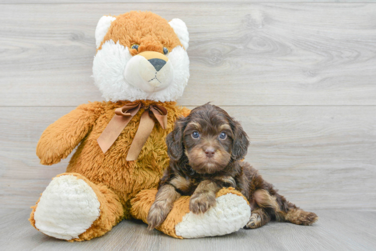 Adorable Cavoodle Poodle Mix Puppy