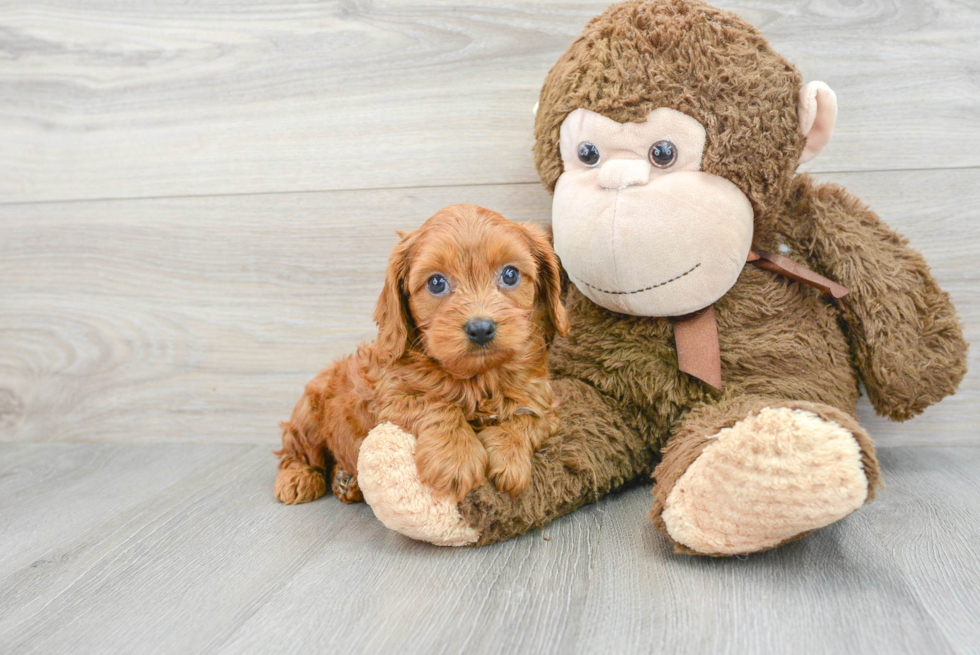 Energetic Cavoodle Poodle Mix Puppy