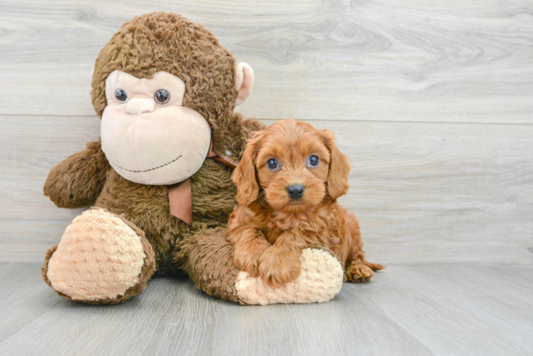 Cavapoo Puppy for Adoption