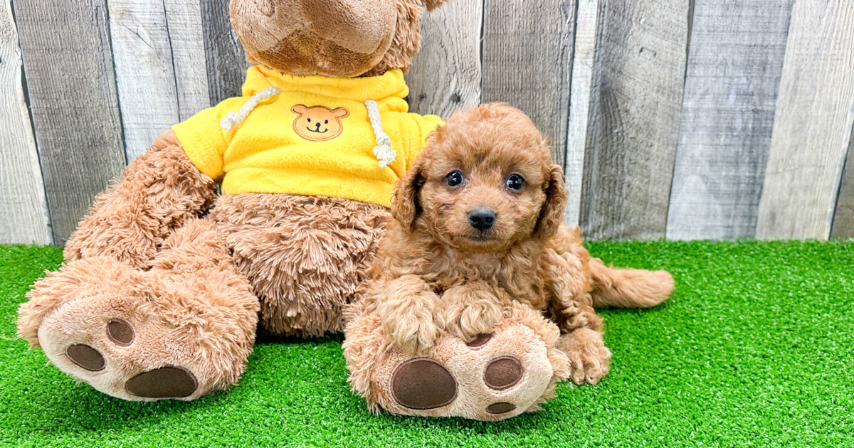Petite Cavapoo Indie: 4lb 2oz Doodle Puppy