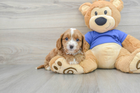 Best Cavapoo Baby