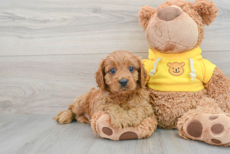 Cavapoo Pup Being Cute