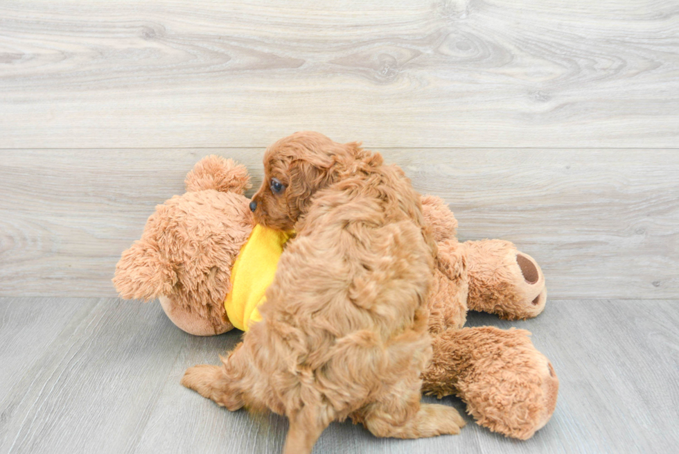 Cute Cavapoo Baby