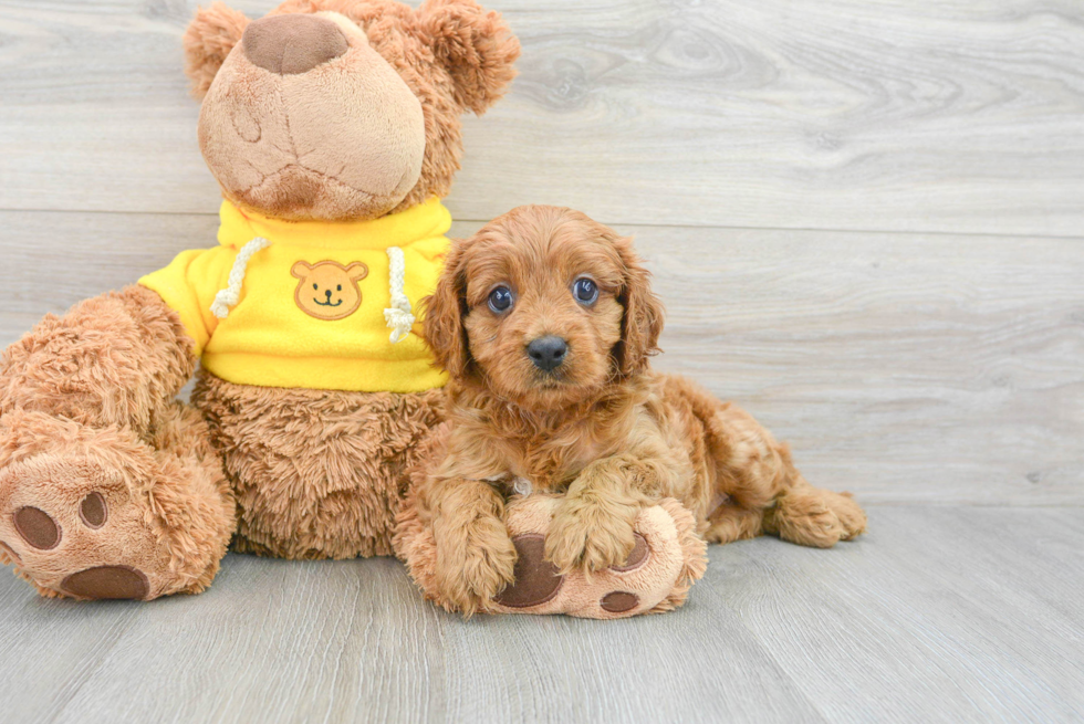 Cavapoo Puppy for Adoption