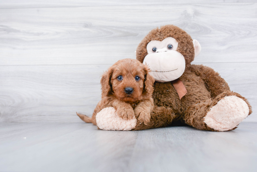 Little Cavoodle Poodle Mix Puppy