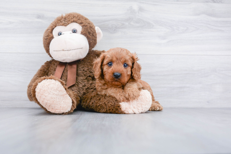 Cavapoo Puppy for Adoption