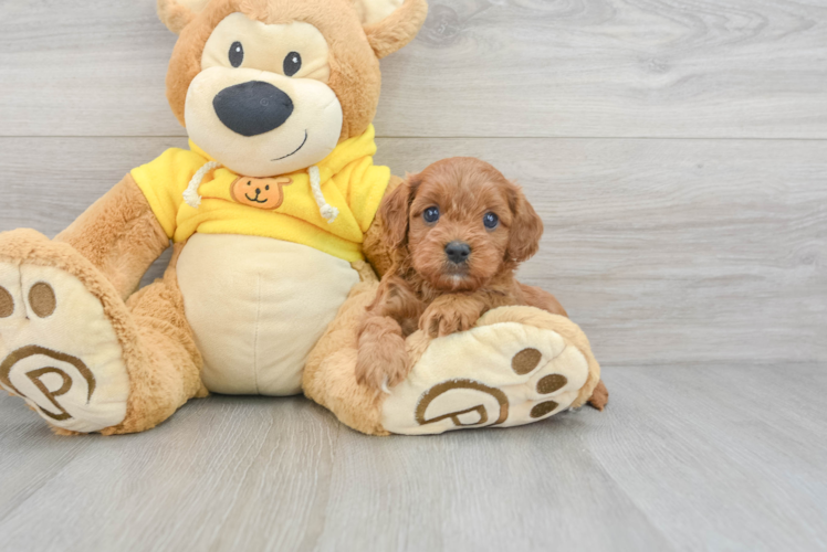 Adorable Cavoodle Poodle Mix Puppy