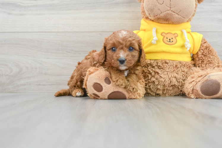 Best Cavapoo Baby