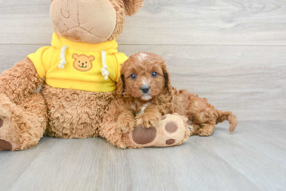 Fluffy Cavapoo Poodle Mix Pup