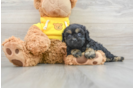 Cavapoo Puppy for Adoption