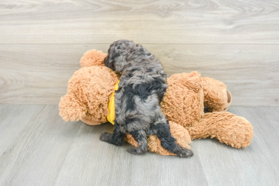 Best Cavapoo Baby