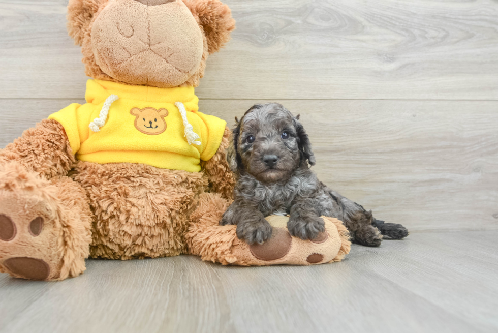 Small Cavapoo Baby