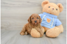 Fluffy Cavapoo Poodle Mix Pup