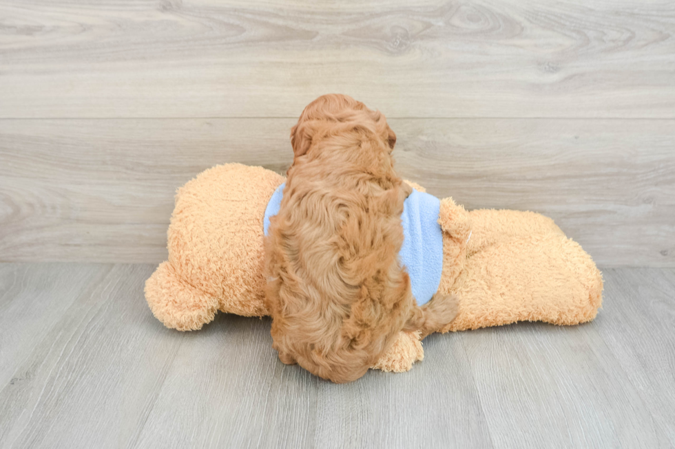 Cavapoo Pup Being Cute