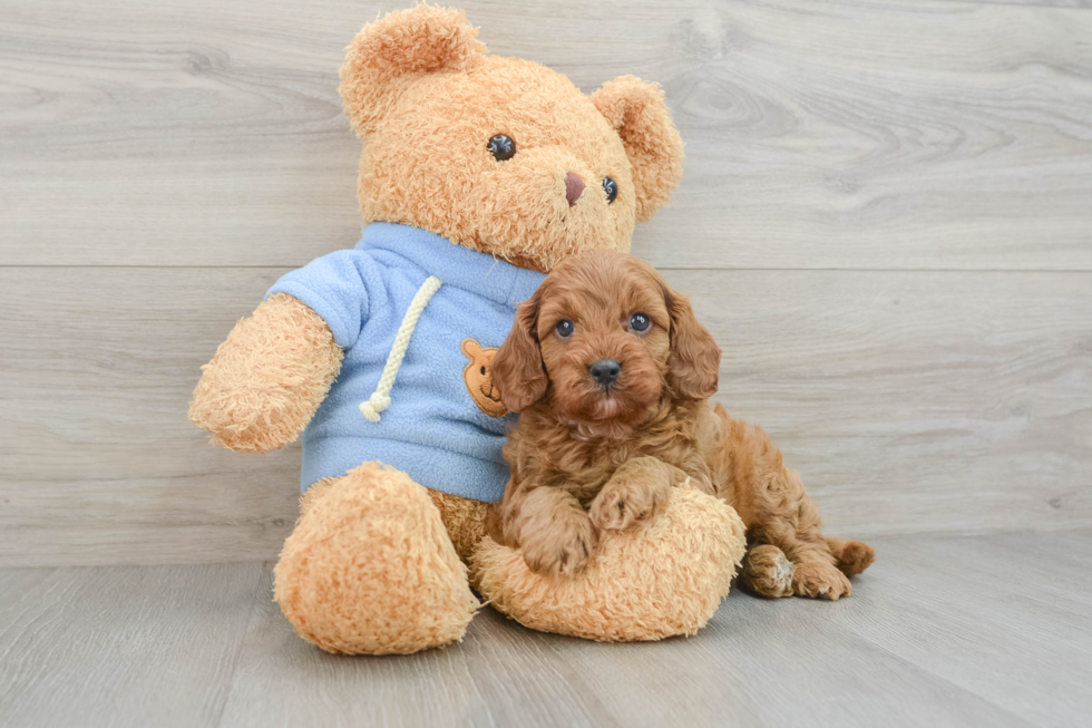 Happy Cavapoo Baby