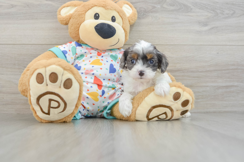 6 week old Cavapoo Puppy For Sale - Premier Pups