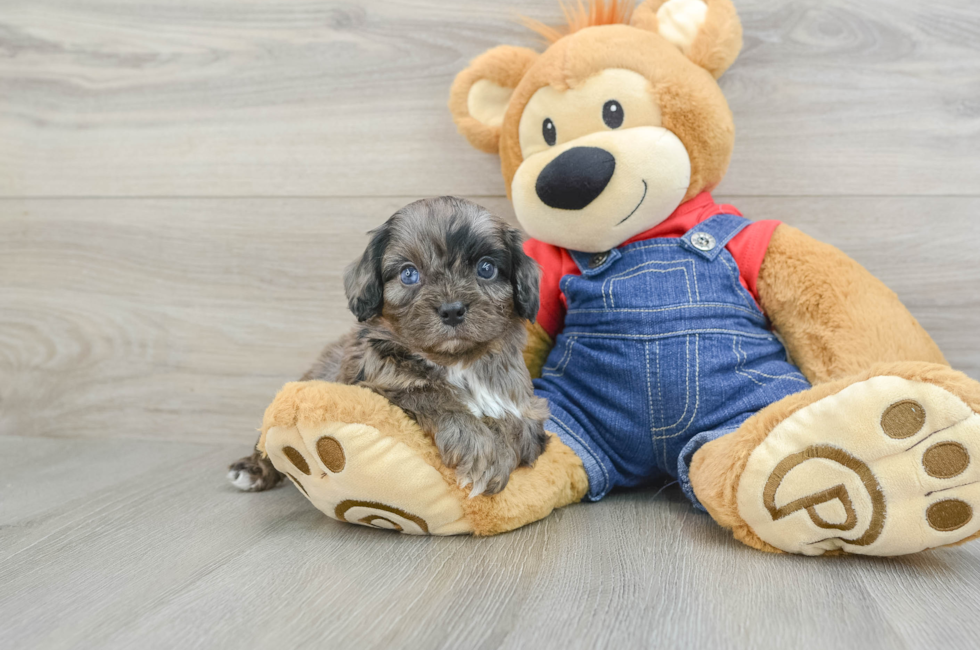 5 week old Cavapoo Puppy For Sale - Premier Pups