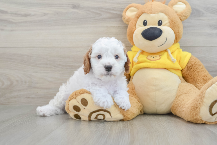 Sweet Cavapoo Baby