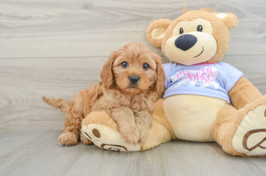 Friendly Cavapoo Baby