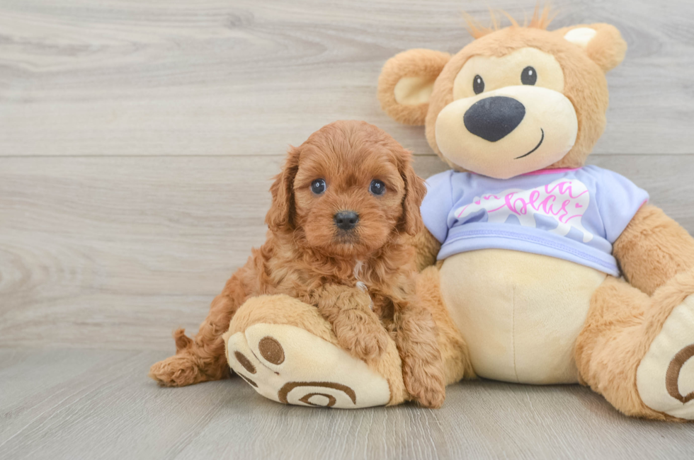 5 week old Cavapoo Puppy For Sale - Premier Pups
