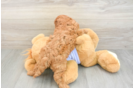 Fluffy Cavapoo Poodle Mix Pup