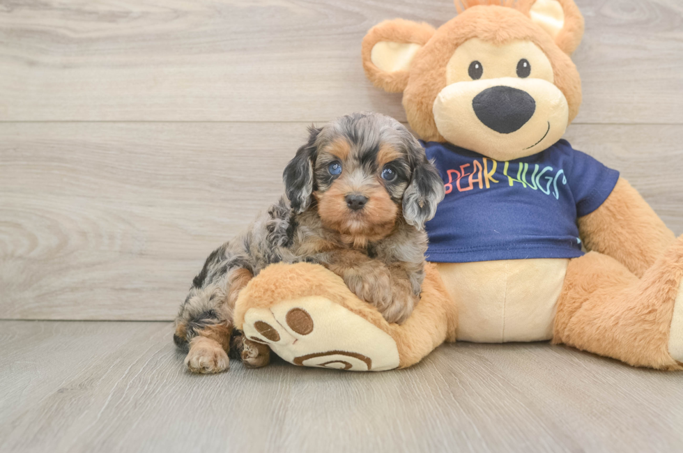 6 week old Cavapoo Puppy For Sale - Premier Pups