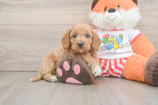 Energetic Cavoodle Poodle Mix Puppy
