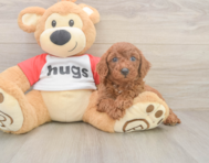 9 week old Cavapoo Puppy For Sale - Premier Pups