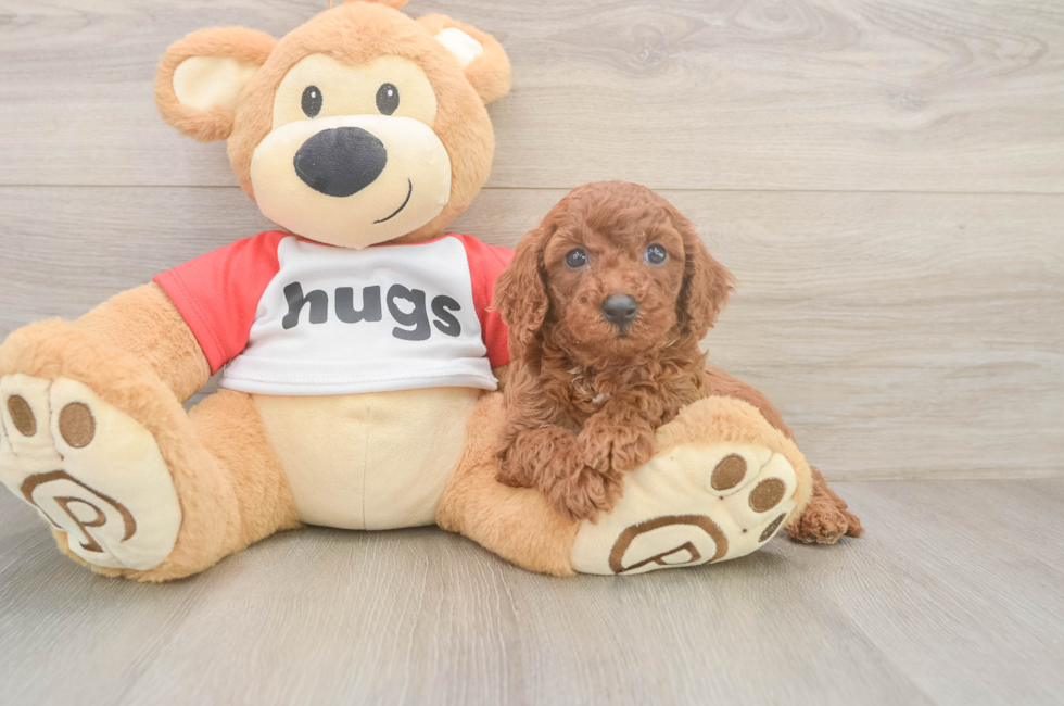 5 week old Cavapoo Puppy For Sale - Premier Pups
