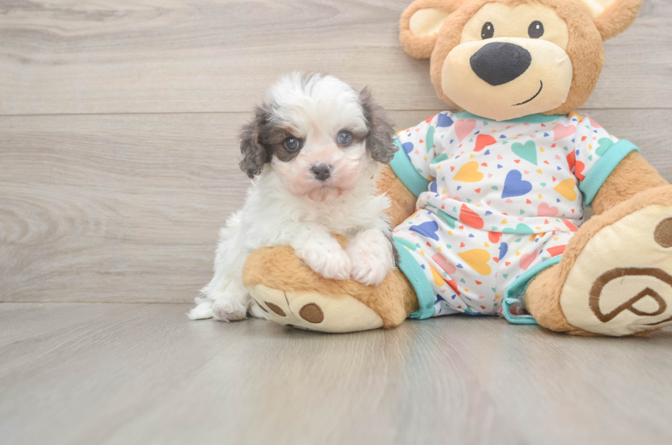 5 week old Cavapoo Puppy For Sale - Premier Pups