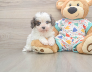 6 week old Cavapoo Puppy For Sale - Premier Pups 6 week old Cavapoo Puppy For Sale - Premier Pups