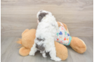 Little Cavipoo Poodle Mix Puppy