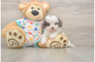 Smart Cavapoo Poodle Mix Pup