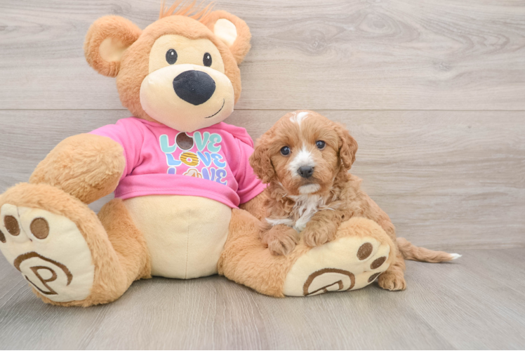 Hypoallergenic Cavadoodle Poodle Mix Puppy