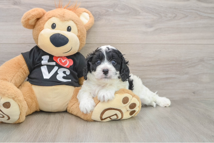 Cavapoo Pup Being Cute