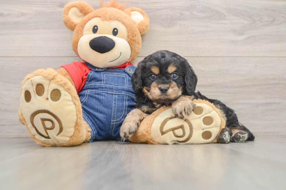 Small Cavapoo Baby