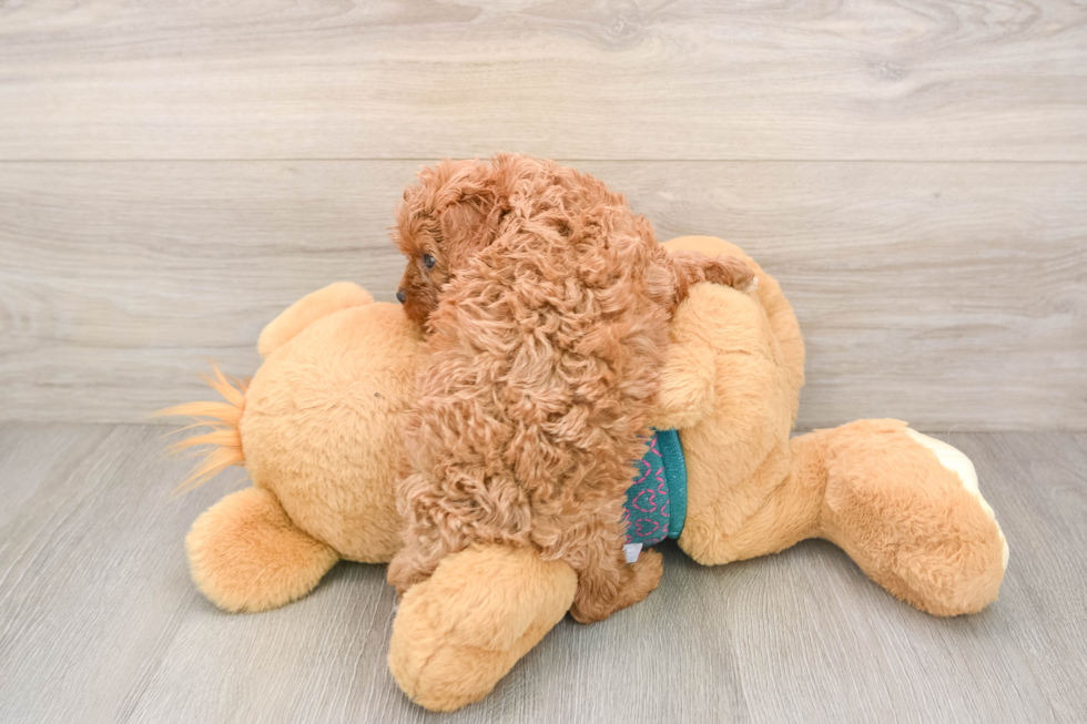 Cute Cavapoo Baby