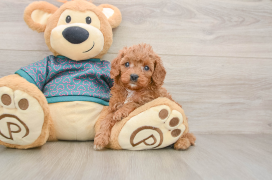 Cavapoo Puppy for Adoption