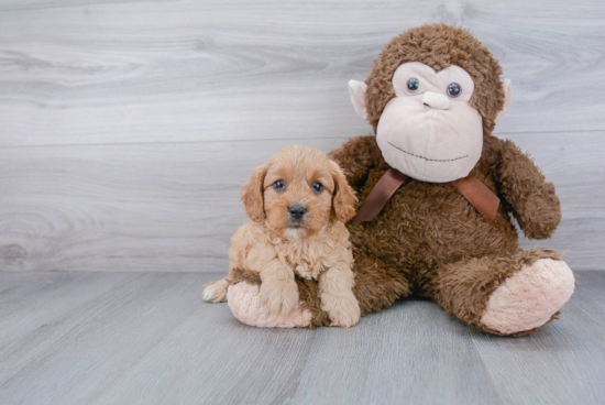 Funny Cavapoo Poodle Mix Pup