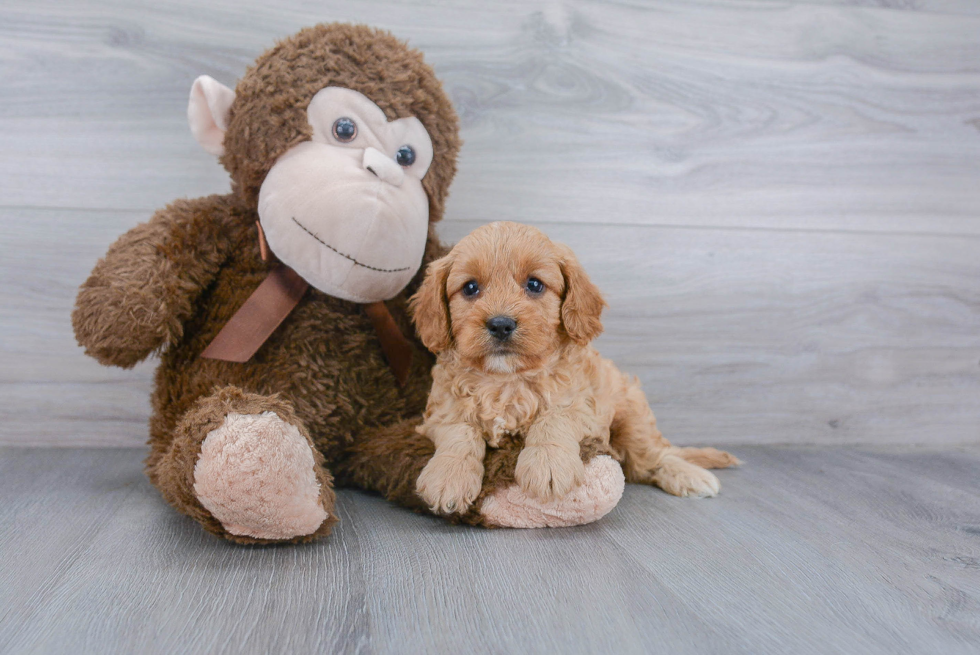 Playful Cavoodle Poodle Mix Puppy