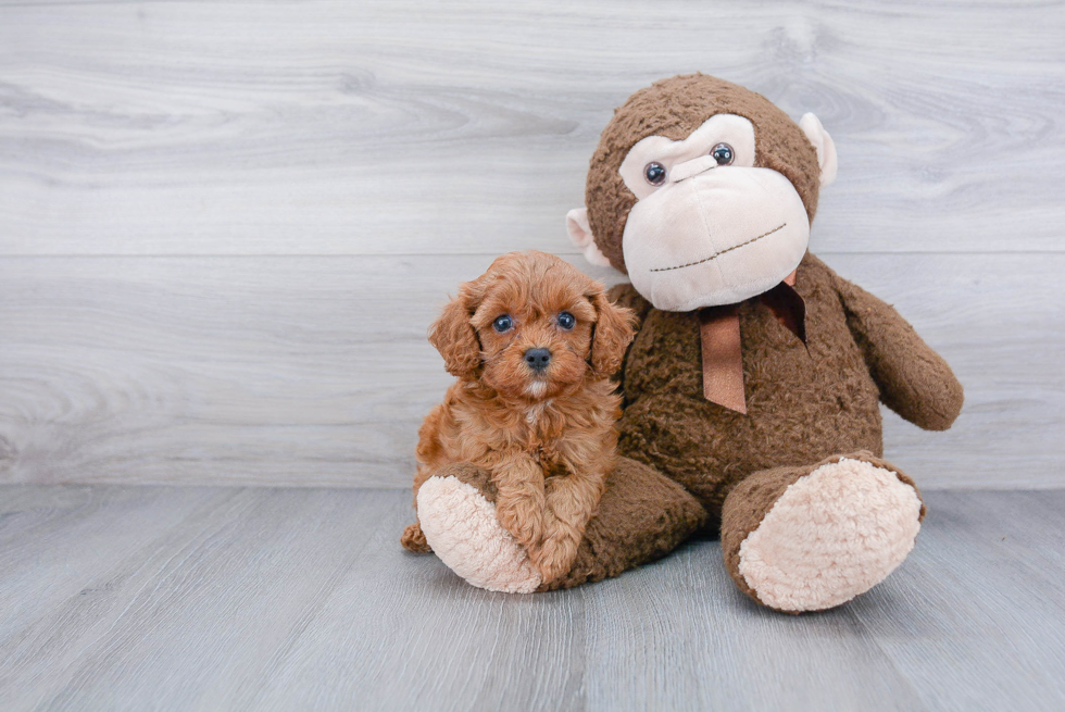 Cavapoo Pup Being Cute