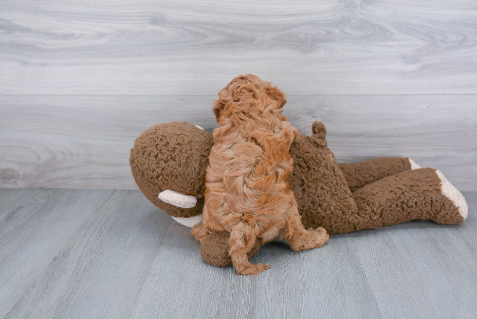 Fluffy Cavapoo Poodle Mix Pup