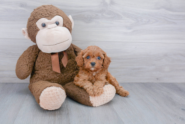 Cavapoo Puppy for Adoption