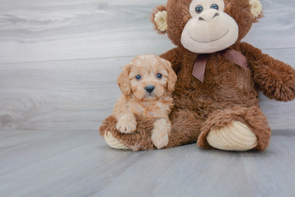 Cavapoo Puppy for Adoption