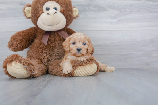 Little Cavoodle Poodle Mix Puppy