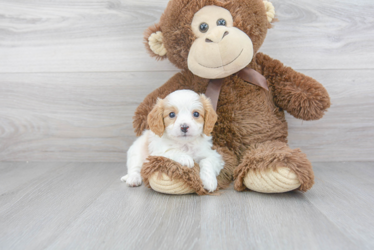 Fluffy Cavapoo Poodle Mix Pup