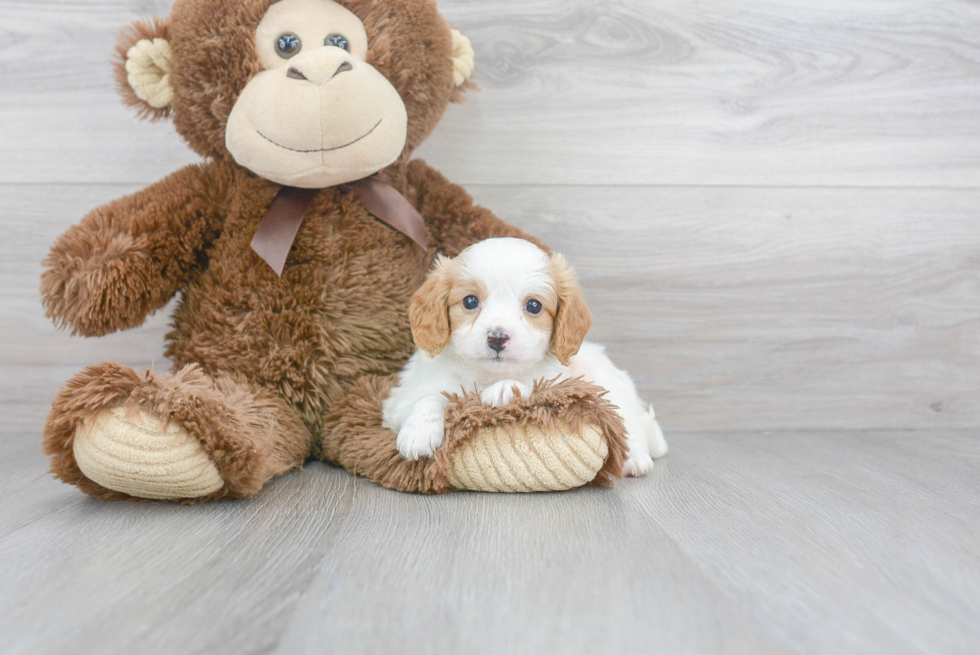 Little Cavoodle Poodle Mix Puppy