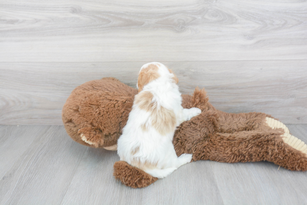 Cavapoo Puppy for Adoption