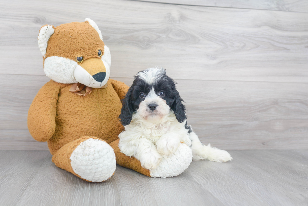 Cavapoo Puppy for Adoption