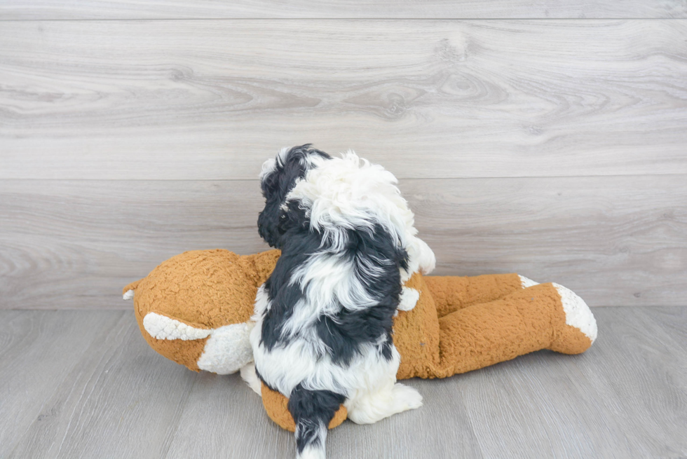 Cavapoo Pup Being Cute